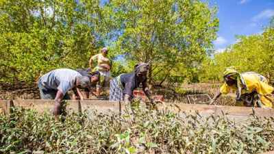 More than 4,000 Kenyan students came together to plant mangroves in a bid to set a Guinness World Record | World News