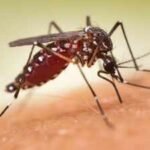 Wealthy US neighbourhoods paid to spray mosquitoes: By 2023, the insects had evolved resistance across 84% of sampled blocks and know what they became capable of
