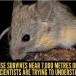 This tiny mouse survives 7,000 metres on volcanoe where no mammal can stay alive: Scientists are investigating one of nature’s greatest mysteries