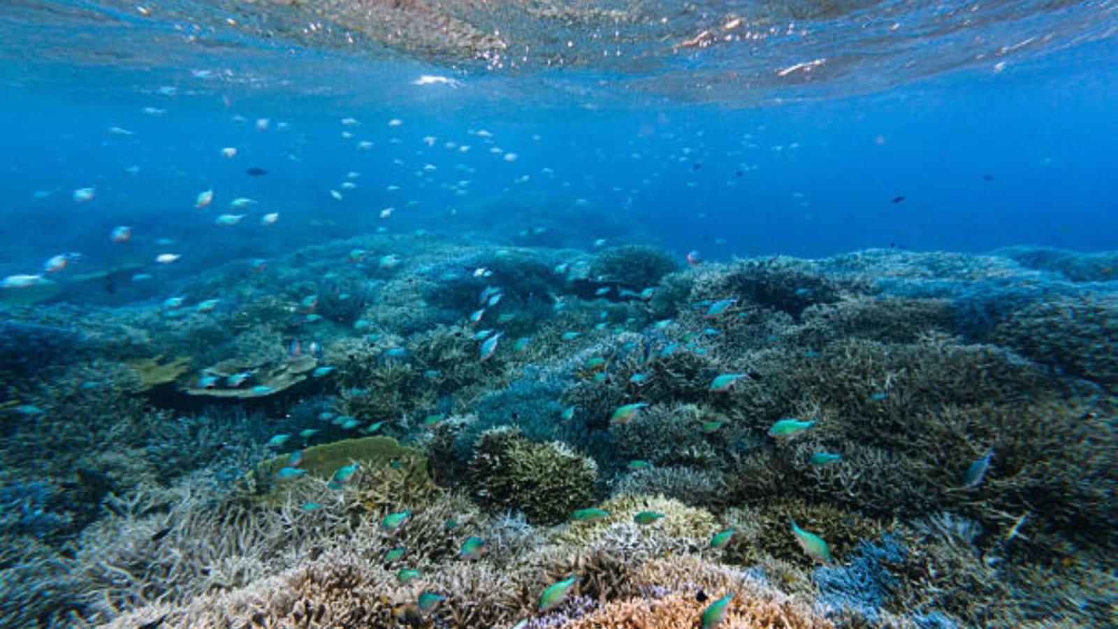 Scientists are turning seawater into a ‘blood test’ that could reveal coral reef damage before it becomes visible |