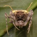 Amazon: Scientists found a spider in the Amazon that looks like a parasitic fungus so perfectly they first mistook it for a mushroom