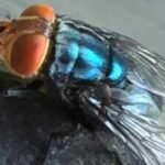 A dangerous parasite is spreading north through Central America into the US, and its weakness may be a very specific smell
