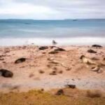 New Zealand is investing 2 million in a mega-operation aimed at restoring three islands destroyed by invasive species, with the help of Maori natives