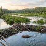 North America once had 400 million beavers. Nearly wiped out by the 1900s, they are now restoring rivers, wetlands and wildlife one dam at a time | World News