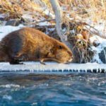Arctic: Climate change is making Beavers expand into Canada’s Arctic, where their dams are changing the landscape