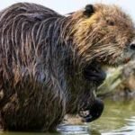 California eradicated these 20-pound rodents decades ago; DNA suggests someone deliberately brought them back