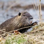 One of the world’s largest rodents was imported for fur farming in North America; today it’s devastating wetlands and riverbanks across US |