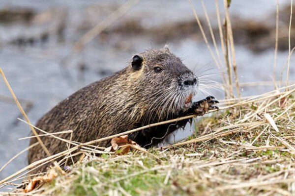 One of the world’s largest rodents was imported for fur farming in North America; today it’s devastating wetlands and riverbanks across US |