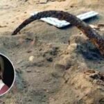 Poland’s 300-year-old ‘Vampire Cemetery’ mystery: The strange reason 100 people were buried with sickles, locks and unusual rituals | World News