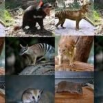 Scientists found tiny fossil jaws in Queensland that push the origin of Australia’s carnivorous marsupials back 23 million years and reveal a hidden rainforest past