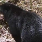 In 2022, cameras recorded two Andean bears in this Bolivian watershed; now, one has been filmed entering the Parapeti River and remaining in the water for several minutes