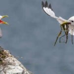 Researchers made flying harder for Alaskan seabirds by clipping some wing and tail feathers; only 67% returned the next year, but the survivors were more likely to breed successfully