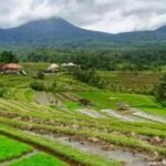 Bali’s 1,000-year-old rice fields once worked as a giant water system. Now 6,500 hectares have vanished and locals are buying water