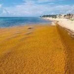 Satellite images reveal a massive 5,000-mile seaweed belt stretching thousands of miles across the Atlantic | World News