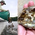 Scientists are planting 30 million oysters in the Chesapeake Bay to restore water quality and marine life in one of America’s largest restoration projects |