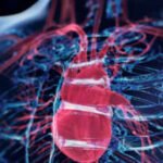 Scientists discover a surprising ‘brain’ hidden inside the heart: Formed by neurons, it controls the heartbeat and protects the organ during stressful situations |