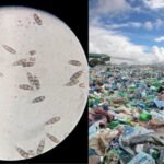 Scientists discovered a plastic-eating fungus in the Amazon rainforest that survives without oxygen and could one day help tackle landfill waste worldwide |