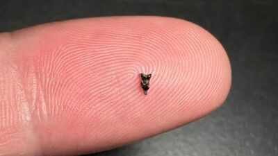 Scientists found ancient teeth smaller than a fingertip; they are rewriting early primate history |