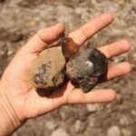 Scientists found South America’s first insect-bearing amber, a 112-million-year-old time capsule from a lost dinosaur-era forest |