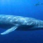 Scientists have finally explained why killer whales struggle to hear blue whales, and the answer may have helped the giants survive for millions of years |