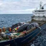 Sea Shepherd chased Japan’s whaling fleet across Antarctica for years, but the activists ultimately lost the battle | World News