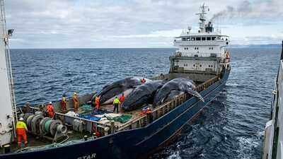 Sea Shepherd chased Japan’s whaling fleet across Antarctica for years, but the activists ultimately lost the battle | World News
