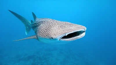 Whale Sharks: Scientists attach cameras to whale sharks, capturing how the world’s biggest fish hunts like never before