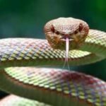 Europe is becoming too hot for some cold-blooded snakes, but one region could become their last major refuge