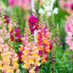 Wild Snapdragons: How wild snapdragons fine-tune their shades to attract bees; even the smallest change decide which genes survive