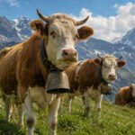 Swiss cows wear giant bells around their necks. The reason began with a simple problem in the mountains |