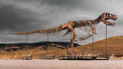 One of the world’s largest T. rex skeletons is heading to auction with a price tag of up to  million, and the 67-million-year-old giant could become the next record-breaking dinosaur fossil sale