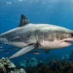 The largest male great white shark ever tagged in the Atlantic has resurfaced after travelling 7,000 miles; scientists say his journey is far from over | World News