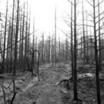 The legend of California’s terrifying Char-Man: How a wildfire gave birth to one of America’s haunting legends | World News