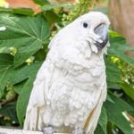 A Virginia cockatoo spent about 10 years blind before surgery restored his sight; he became a therapy bird and raised a record ,674 to win Pet of the Year