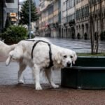 This Swiss town will fine dog owners who do not wash away their pets’ urine from streets and building facades | World News