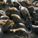 Tiny reef fish flourished beside islands filled with seabirds; where rats removed the birds, the entire underwater food chain took another route
