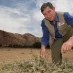 An Australian “forest maker” helped farmers in Niger regrow more than 200 million trees by pruning living stumps, roots and seeds hidden beneath dry land