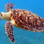 Atlantic Hawksbill Sea Turtle: Florida man charged for selling rare Hawksbill turtle shell on Facebook for ,700 | World News