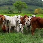 ‘Biological terrorism’ in occupied Ukraine? Kyiv accuses Russia of creating anthrax outbreak risk