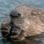 West London streets flooded annually with heavy rains: Local council was about to spend millions to fix the problem, then beavers did it for free