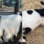 A baby goat jumps from a small staircase, freezes with all four legs stiff and topples over; an inherited muscle condition explains why