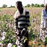 Explained: Why Cotton is India’s “White Gold”