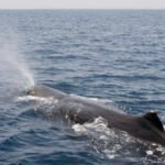 Scientists tagged sperm whales off Norway and found they release gas bubbles while sleeping vertically to remain suspended below the ocean surface
