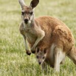Newborn kangaroos are born tiny, blind and embryo-like, but scientists say their arms develop early so they can crawl to the mother’s pouch and survive