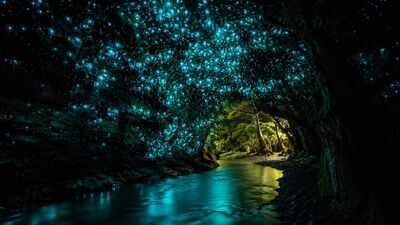 Why New Zealand forests look like a galaxy filled with glowworms at night | World News