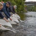 Why Stockholm releases 10,000 salmon and sea trout beside the Royal Palace every year | World News