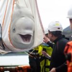 World’s biggest marine mammal rescue begins in Canada as 30 beluga whales are relocated from shuttered Marineland after euthanasia fears | World News