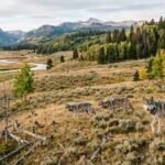 In 1995 Yellowstone began bringing back wolves; 30 years later young aspens returned, but the wider recovery remains uneven