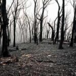 In 1987, Victoria began an A million experiment inside a mountain ash forest; three decades later, the results surprised researchers