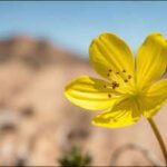 A rare yellow-flowered California plant unseen since 1957 has been rediscovered after 68 years |